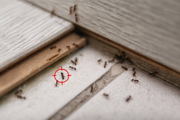 Best Commercial Pest Control Services  in Great Notch, NJ